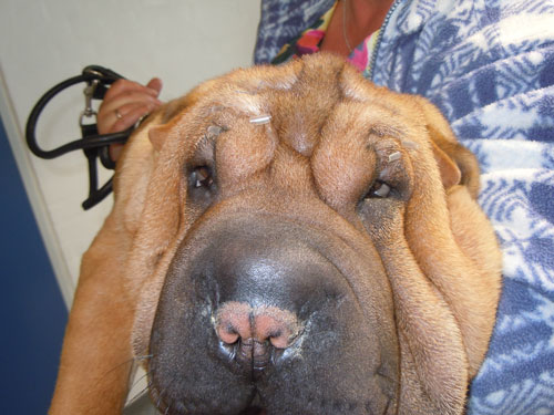 Tacking-Shar-Pei-web