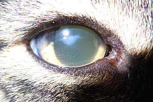 Uveitis_kat_dlok_closeup